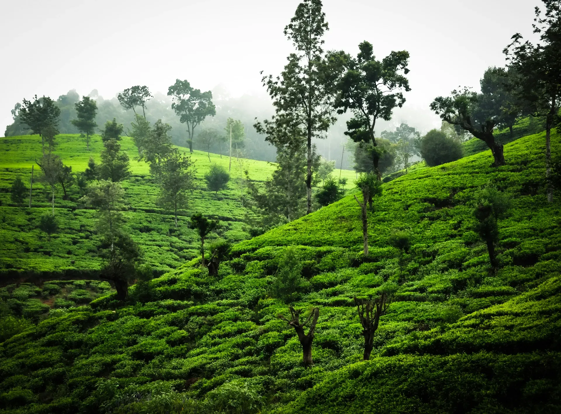Nuwara Eliya Tea Estates